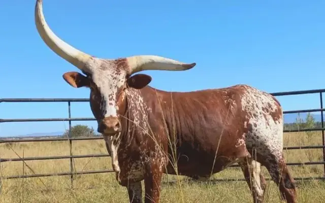 An Ankole cross Nguni cow with long curved horns, standing in dry grass behind a steel gate