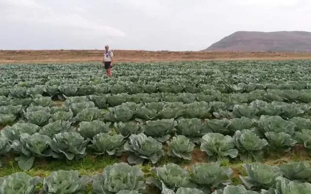 A person standing in a large cabbage field on a farm near Vryheid, with a hill on the horizon